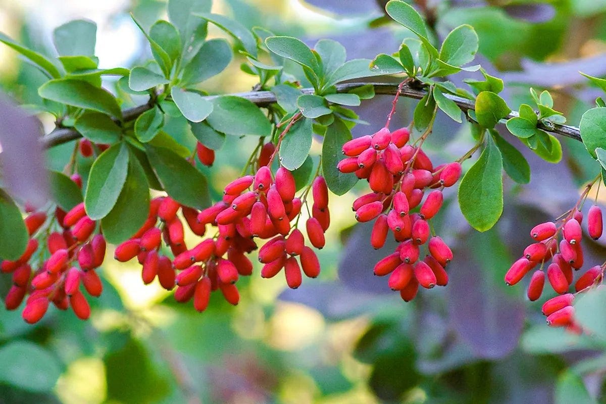 The Powerful Health Benefits of Berberine: Boost Your Well-being with