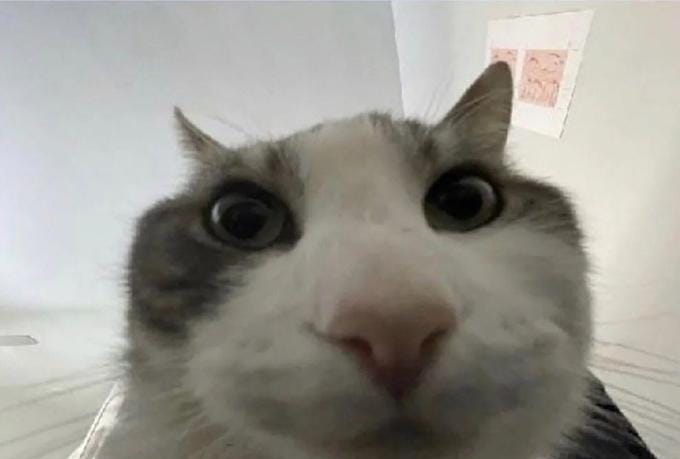 Cat Looks Inside | Know Your Meme