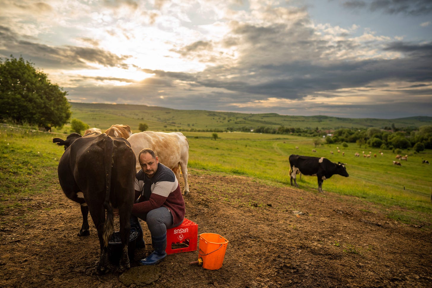 A man milks a cow, as the sun rises over Viscri, a Transylvanian village  260 kilometers north of Bucharest, Romania on June 4, 2023. (Photo by Mihai Barbu/AFP via Getty Images)