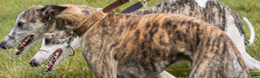 Two dogs used for hare coursing