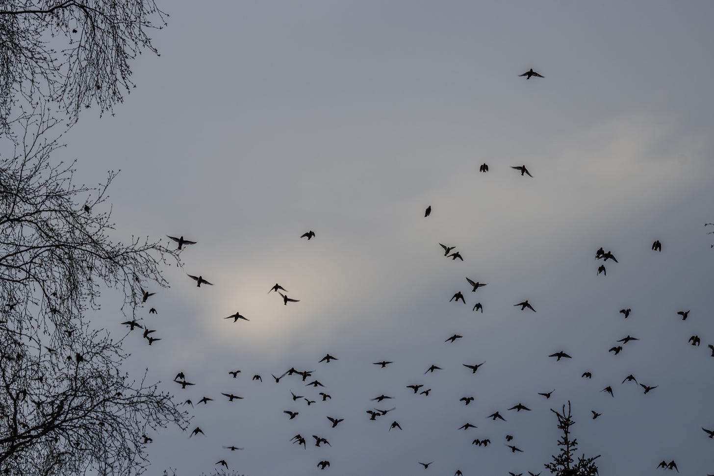 Waxwing birds in flight