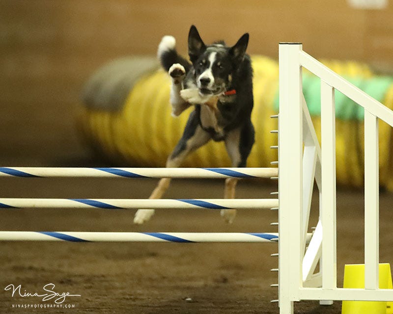 Dog hurdling a jump