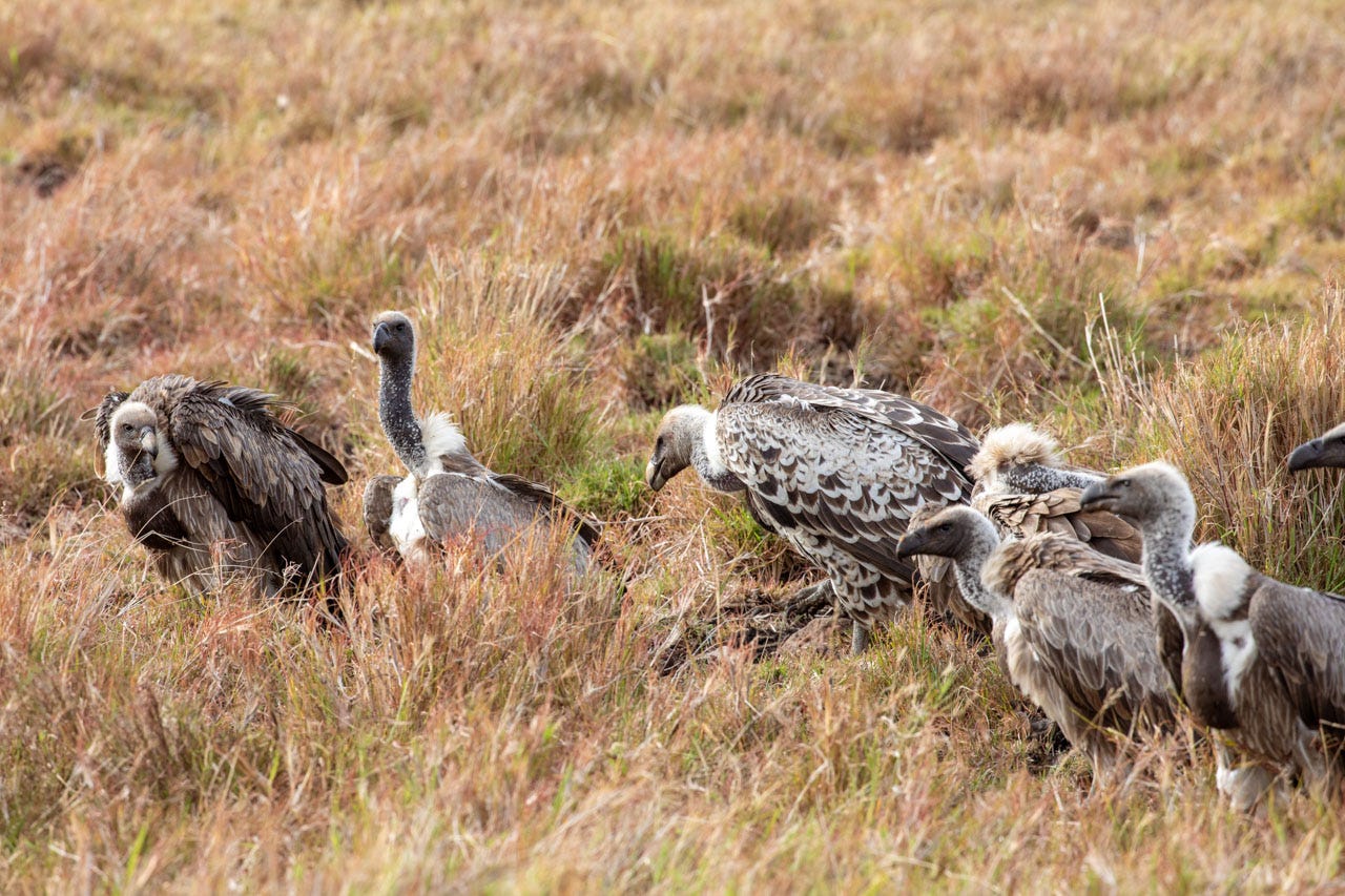 A Rüppel's Griffon vulture sits at the left of the image, leaning in towards the vultures arrayed to the right as if in conversation.