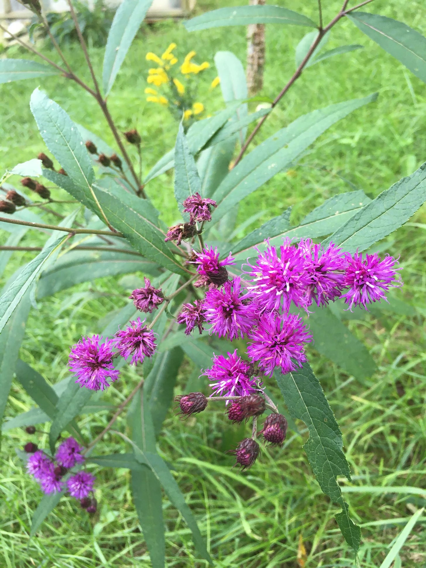 Ironweed flowers with goldenrod in the background.