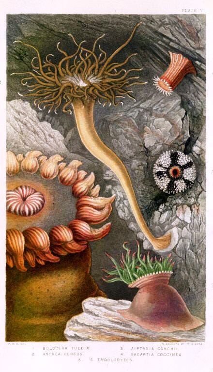 https://upload.wikimedia.org/wikipedia/commons/f/fb/Philip_Henry_Gosse_-_British_Sea-Anemone_and_Corals_%28Plate_V%29.jpg