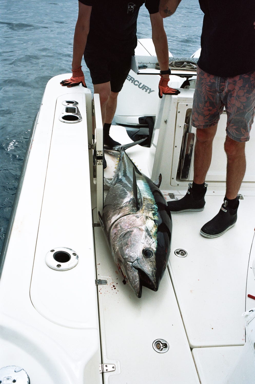 A bluefin tuna on deck