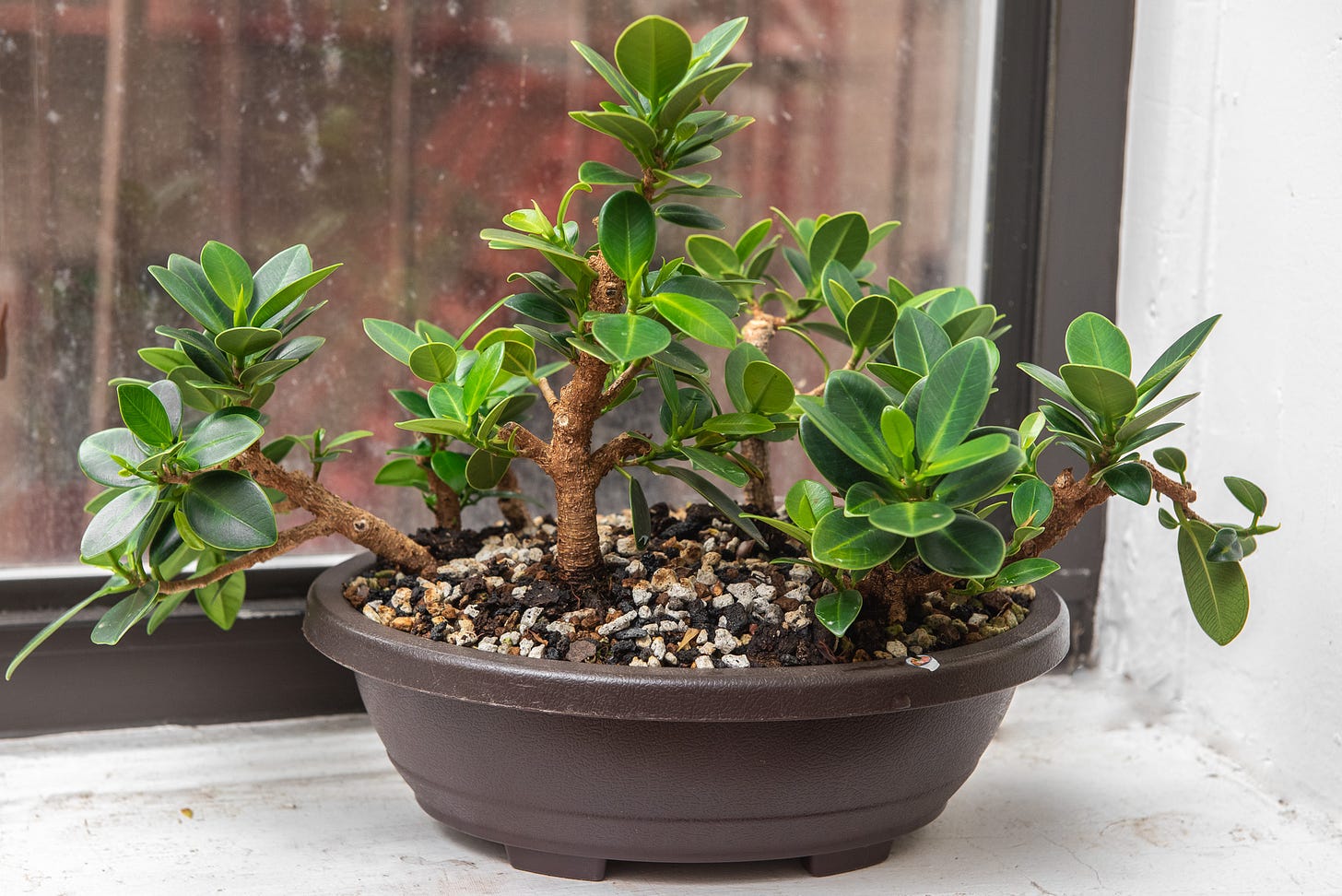 ID: Oval plastic bonsai training pot with a forest planting of 9 small ficus microcarpa trees. All other photos below are of the same forest from different directions, unless noted otherwise