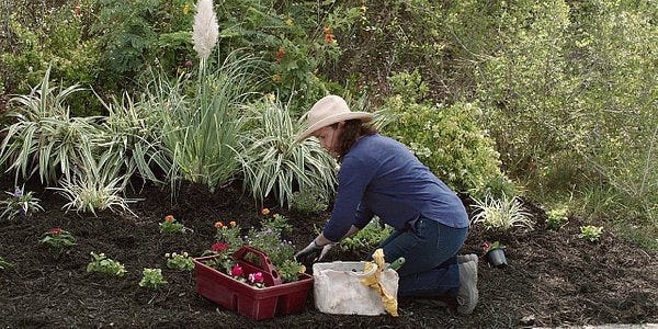 Walker ABilene gardening as Gail Davidson walks up.