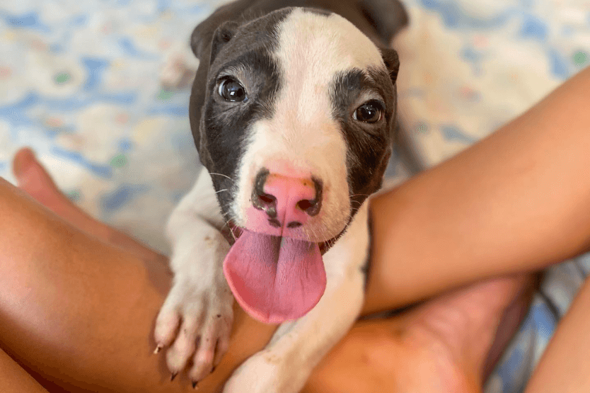 Ross, a black-and-white mixed breed puppy, rests his front paws on his foster owner's legs and pants up at the camera