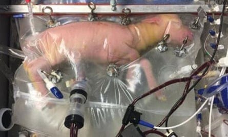 A lamb cannulated at 107 days’ gestation, on day four in a Biobag