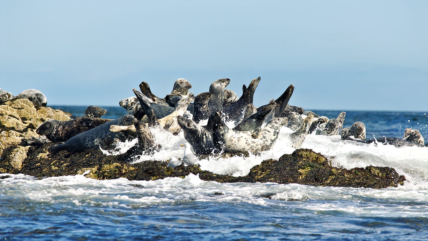 Atlantic Grey Seals, Farne Islands, 2006. © JEROME WHITTINGHAM.