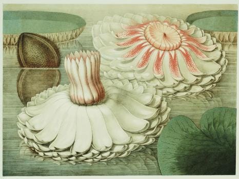 Victoria Regia or the Great Water Lily of America (Intermediate Stages of  Bloom), 1854' Giclee Print - Mary Cassatt | Art.com