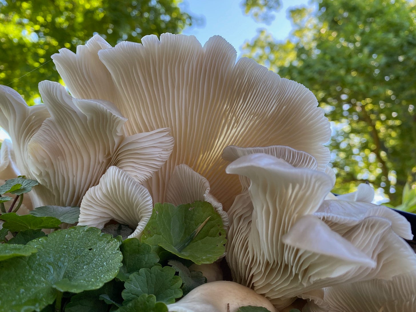 underside of oyster mushrooms showing gills 
