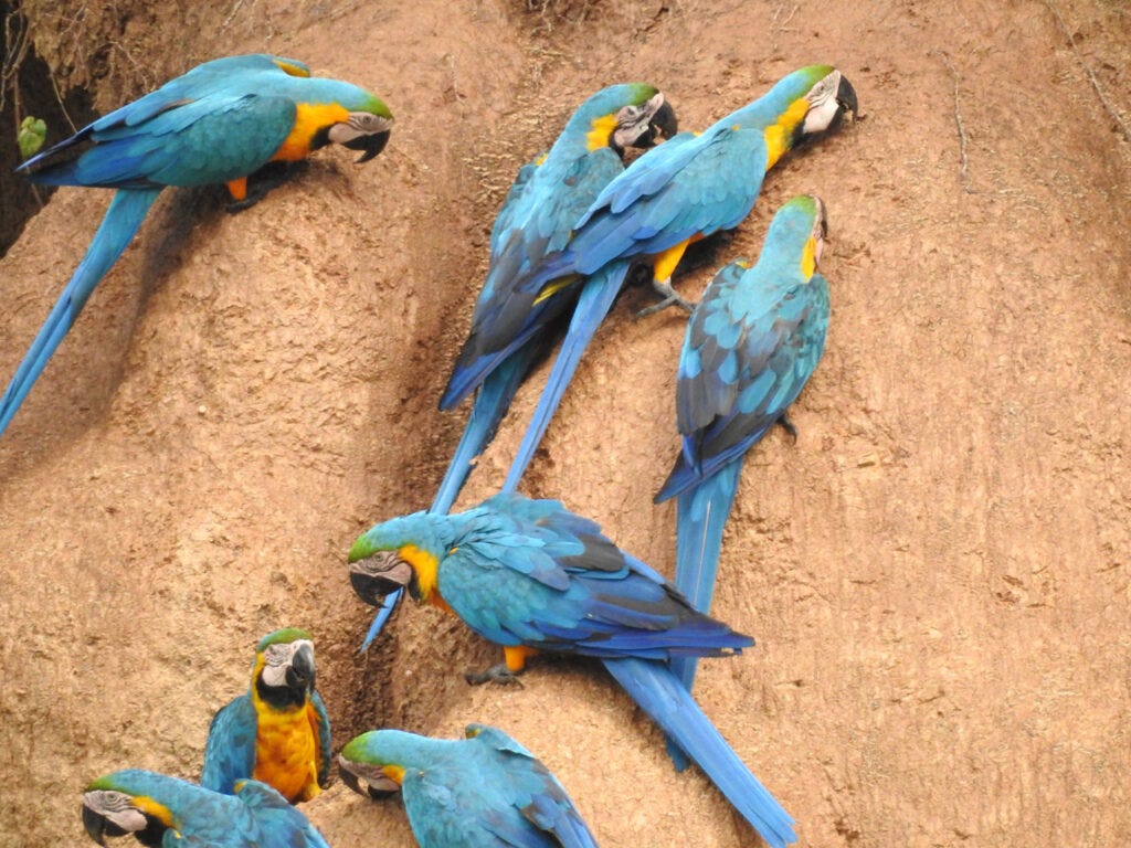 Hvorfor spiser papegøjer ler? Er det for at neutralisere toksiner i deres føde - eller er det et kosttilskud af natrium? Chuncho Clay Lick, Tambopata National Reserve, Peru.