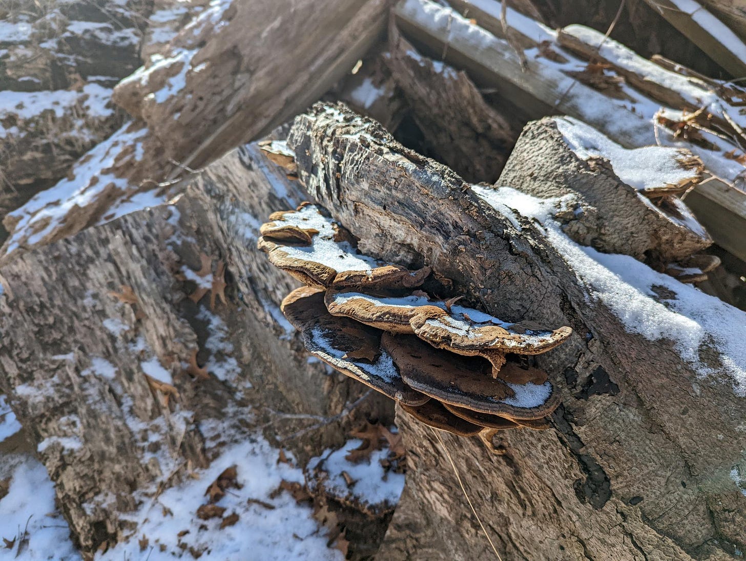 Mushroom growing out of a tree trunk covered with snow