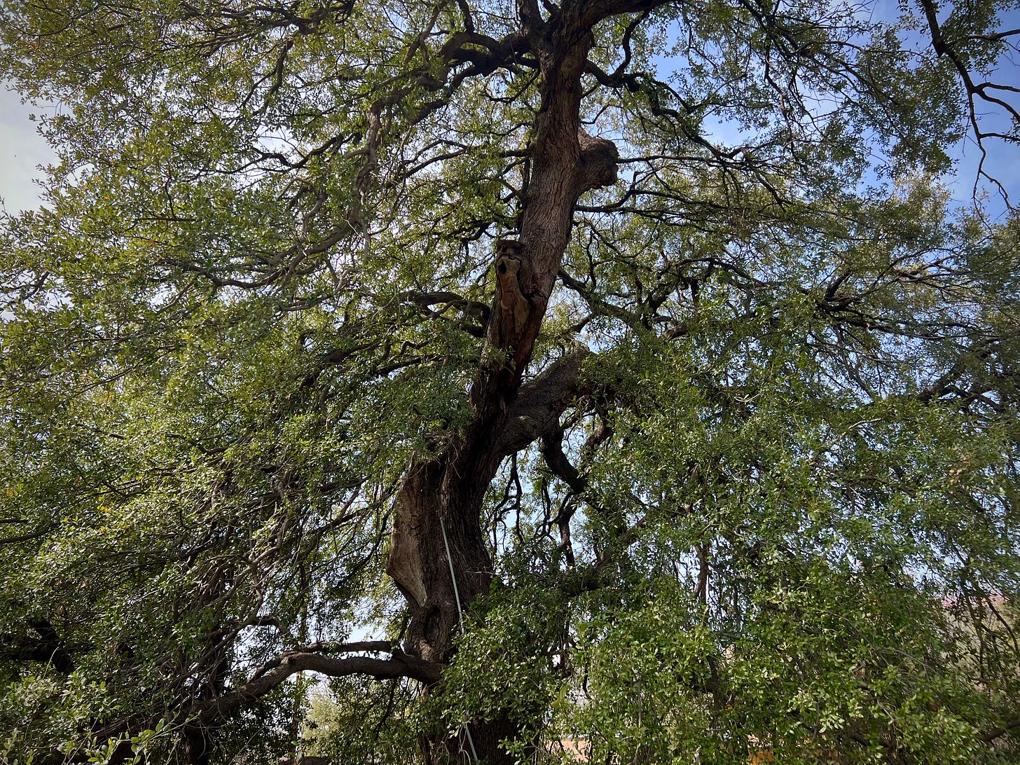 Wide shot of Treaty Oak