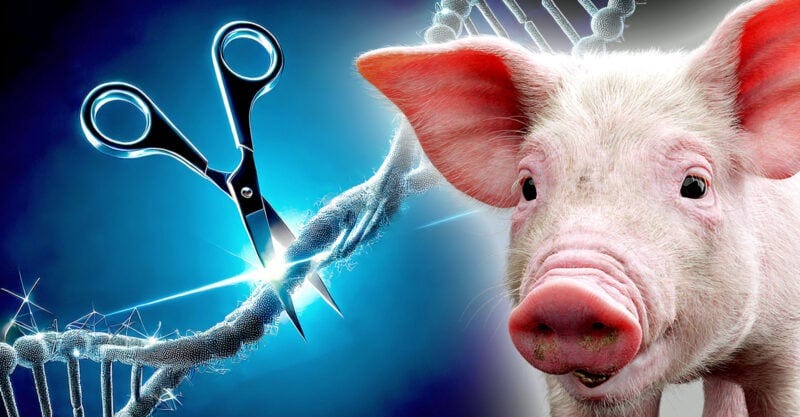 crispr gene and scissors and a pig