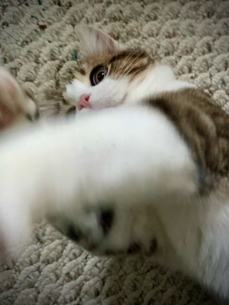 Grey and white tabby lying down and doing baps at the camera.