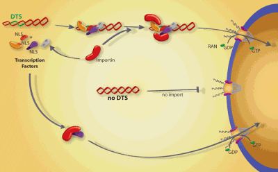 Model for sequence-specific plasmid nuclear import