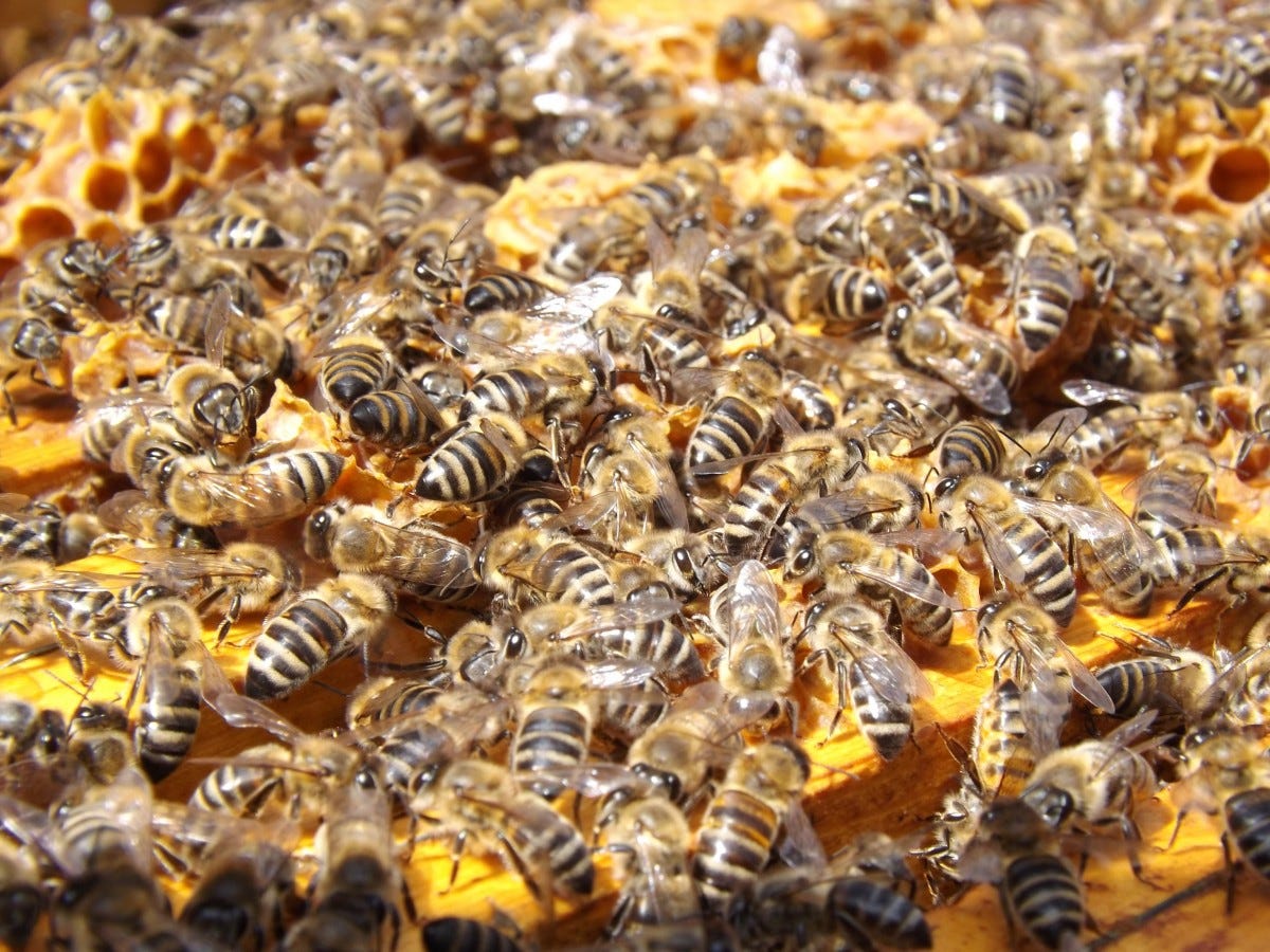 miele, occupato, modello, insetto, invertebrato, ape, insetti, colonia, molti, api, alveare, artropodo, sciame, Ape, impollinatore, apicoltura, api, membrana insetto alato