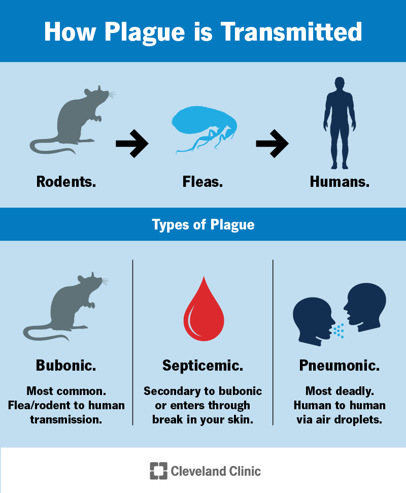 The Plague.......... - Lessons - Blendspace