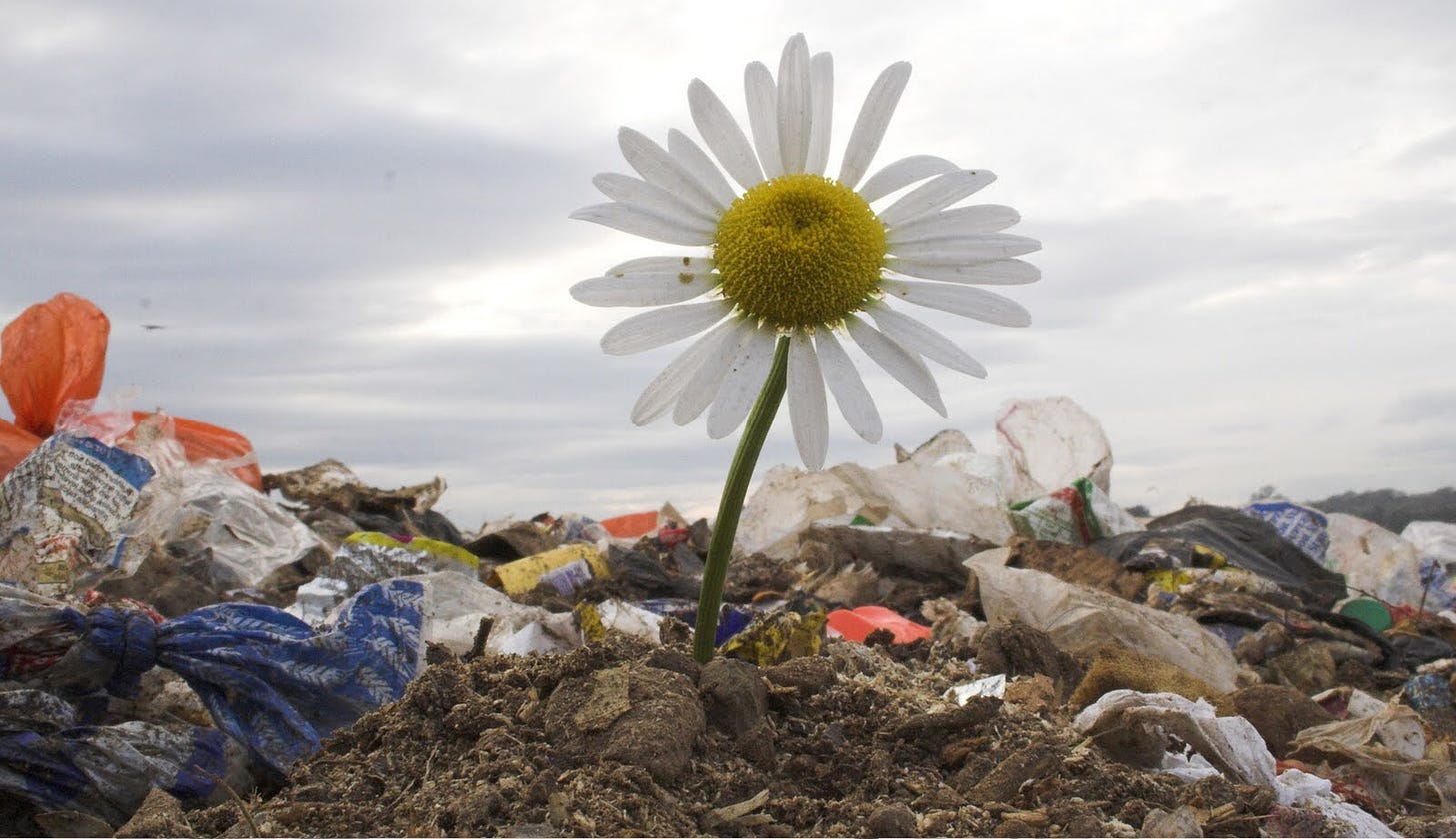 Can flowers grow on the rubbish heap? | flowersontherubbishheap