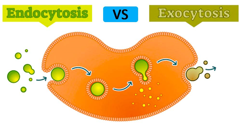 Endocytosis vs Exocytosis (Similarities and Differences)