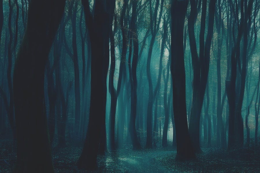 The Dark Forest Photograph by Bingo Z - Pixels