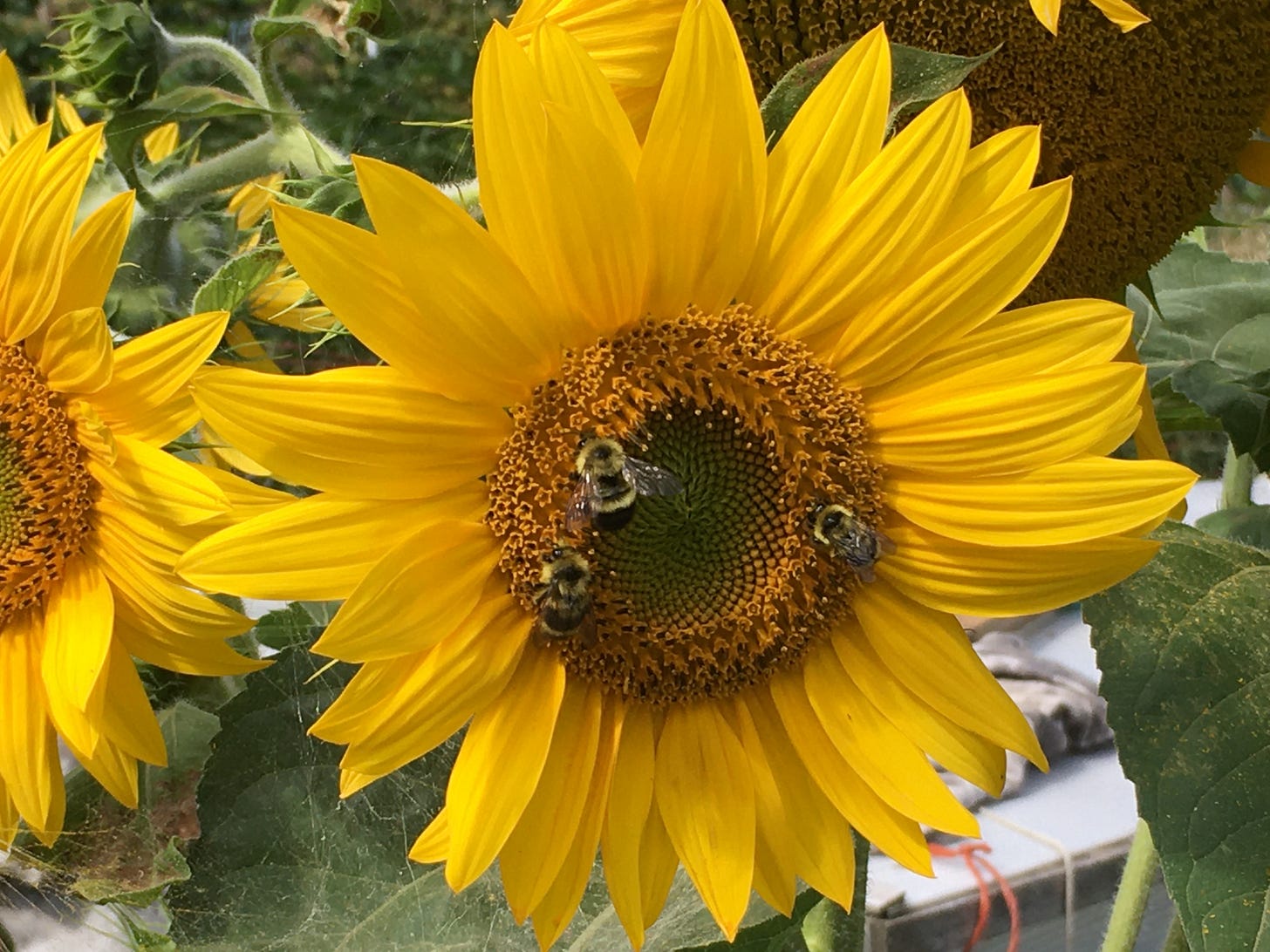 three bumblebees pollinating a large yellow sunflower