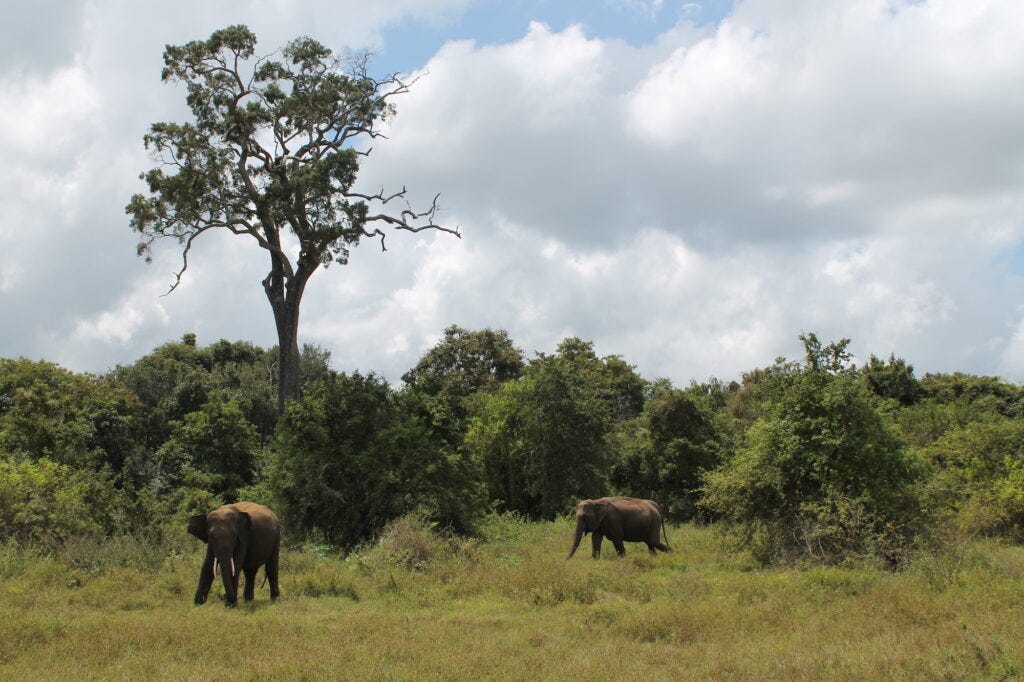 The Most Memorable Sites to See in Sri Lanka by @DanikaDuarte #srilanka #travelinspiration #solotravel #travelplan