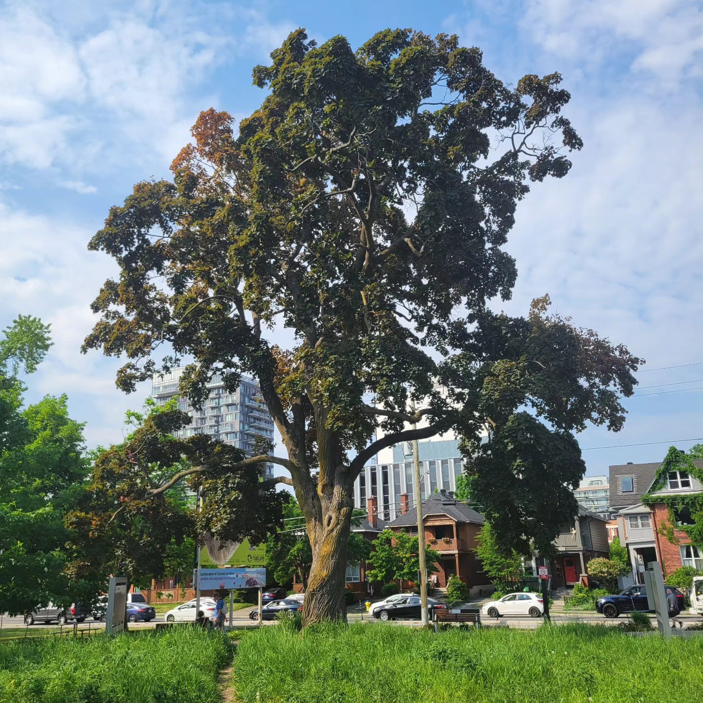 large cottonwood tree. blue sky and urban background