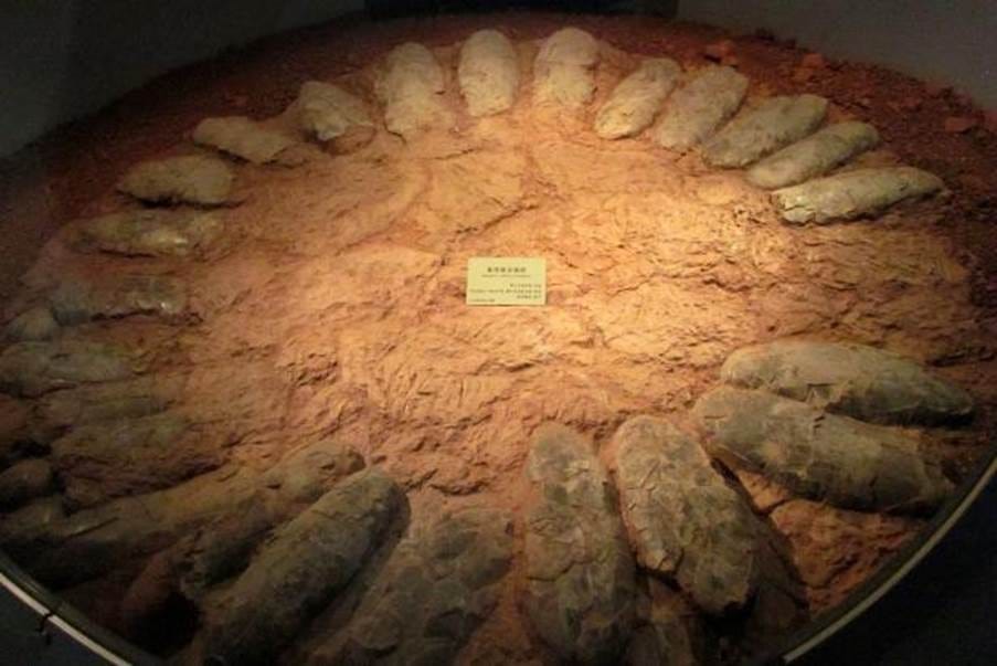A group of fossilized objects in a circle

AI-generated content may be incorrect.