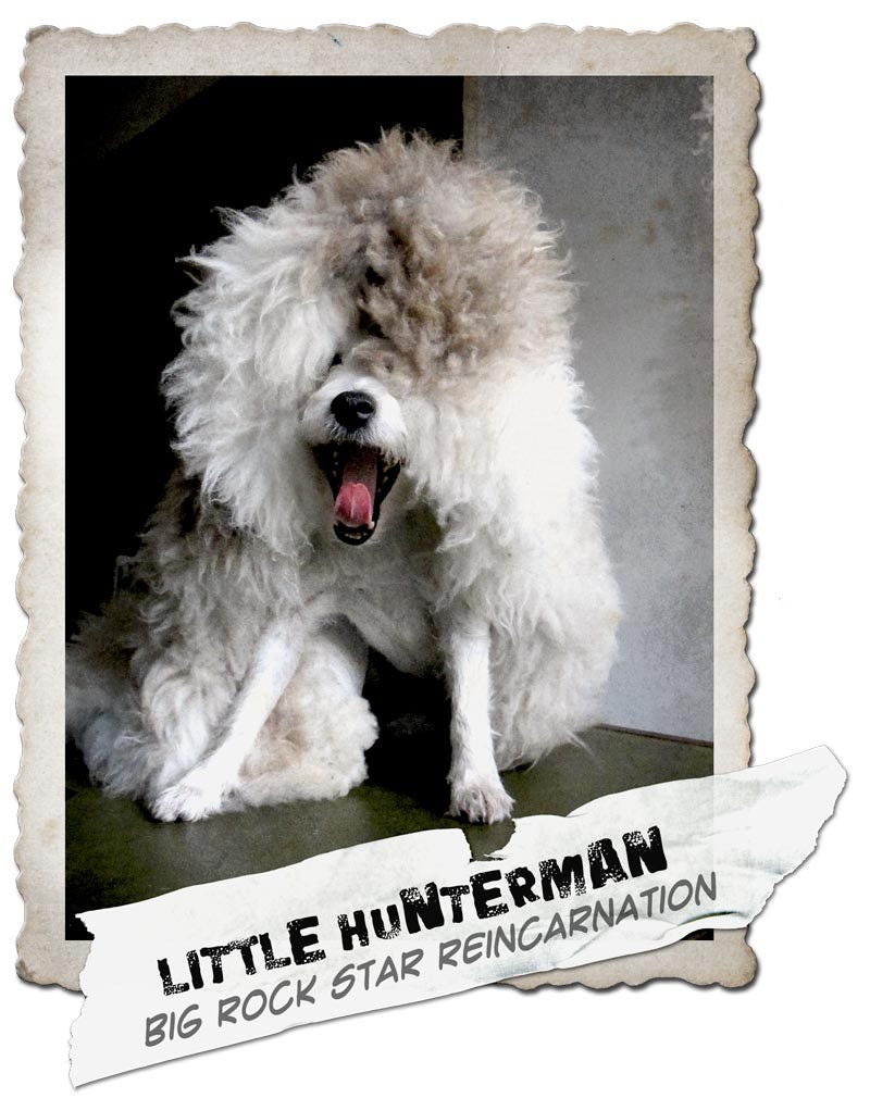 Little Hunterman, the big rock star reincarnation doggie