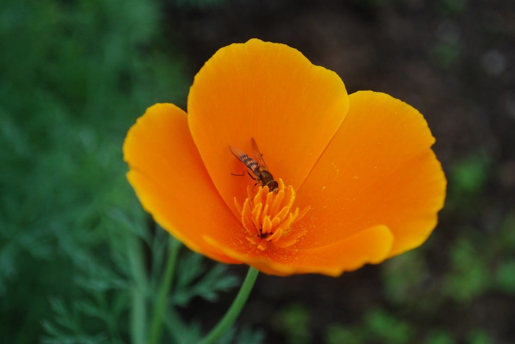 Bee collecting pollen from orange flower (uncropped)