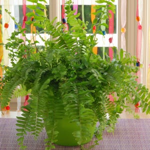 The Boston fern, or Nephrolepis exaltata