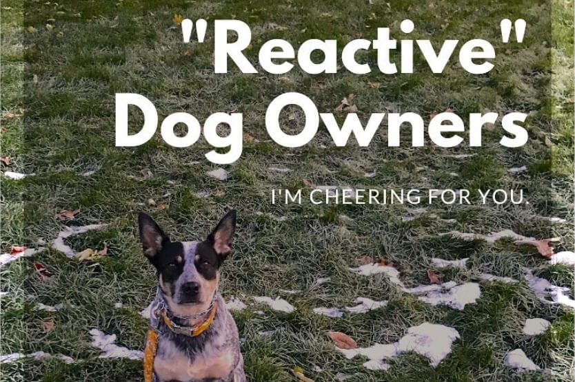 Scout the blue heeler sitting in the grass with the words Reactive Dog Owners I'm Cheering For You overlayed on top