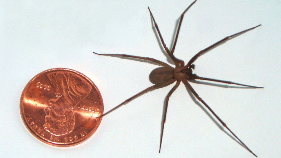 The Brown Recluse Spider: Its Reputation Is Worse Than Its Bite ...