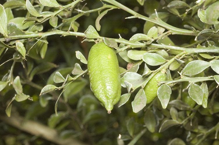 [Micro]citrus garrawayae [foliage & fruit -ATLAS - Mt. White Lime, Cape York].jpeg