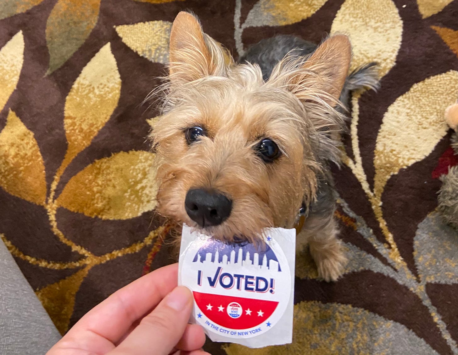 A tan and black terrier biting an "I Voted" sticker