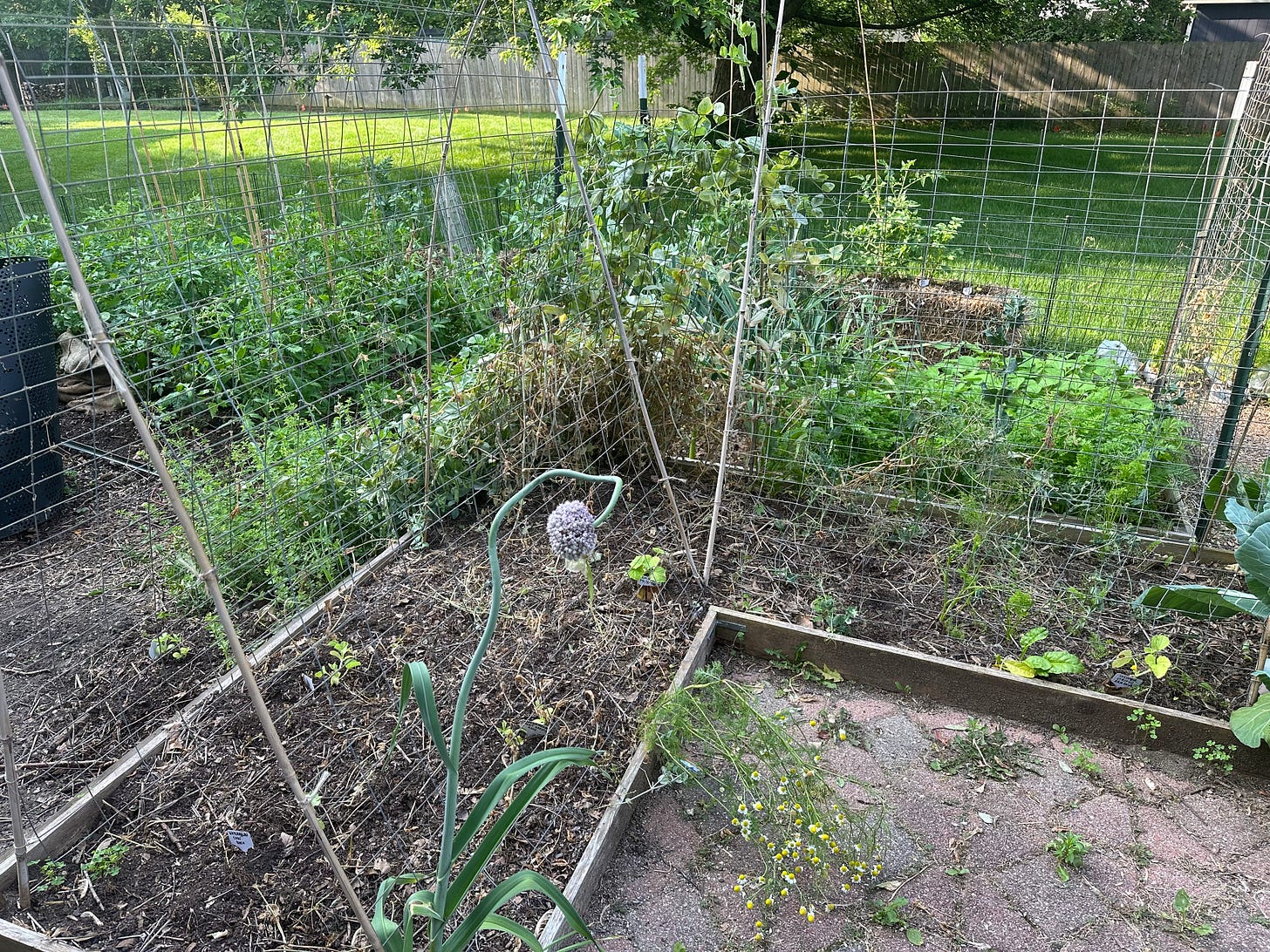 after peas pulled after peas pulled