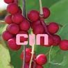 Schizandra Berries will kill Bacterial Luciferase. – Civilian Intelligence Network