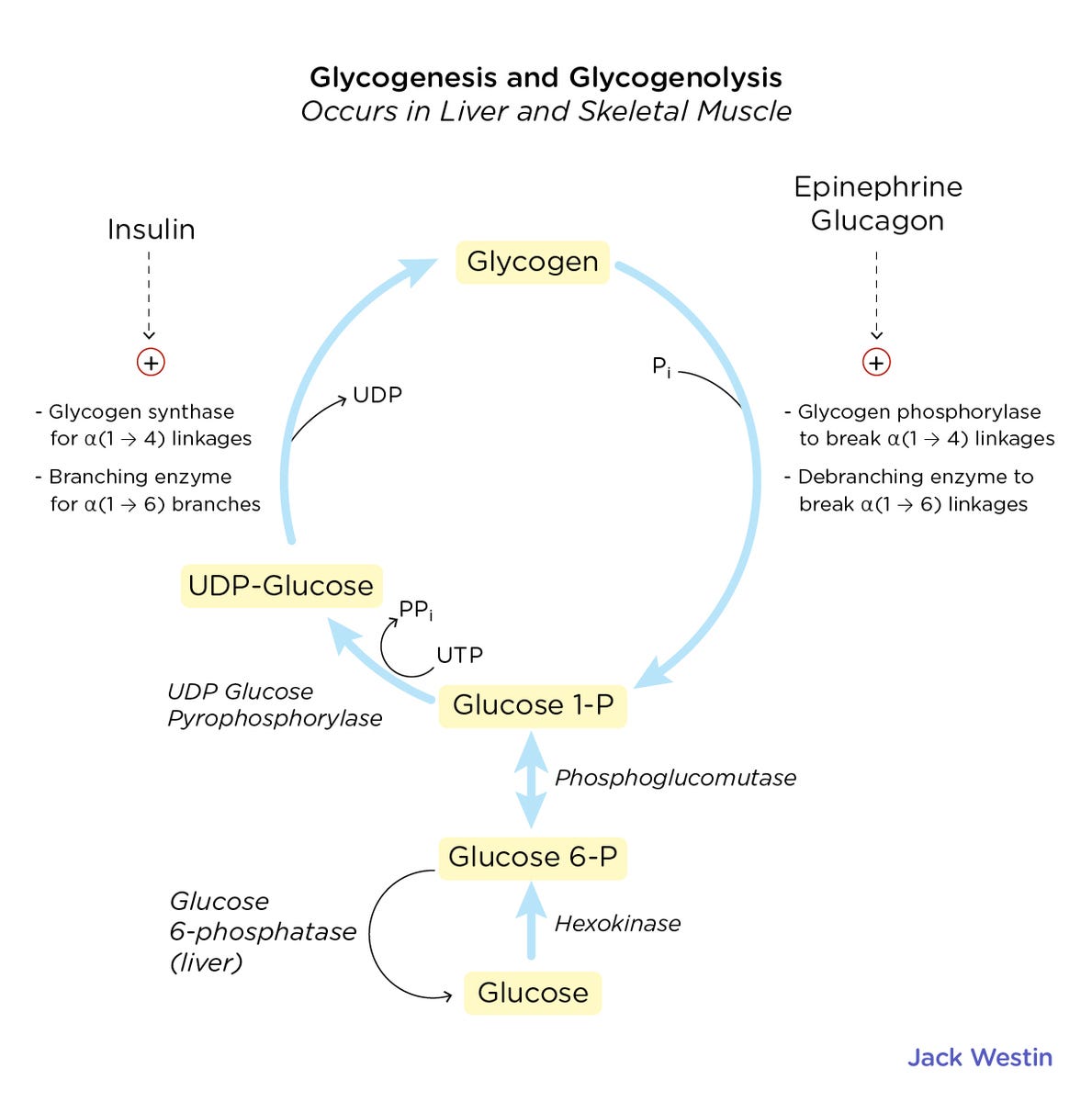 https://i2.wp.com/cms.jackwestin.com/wp-content/uploads/2020/03/Glycogenesis-and-Glycogenolysis.jpg