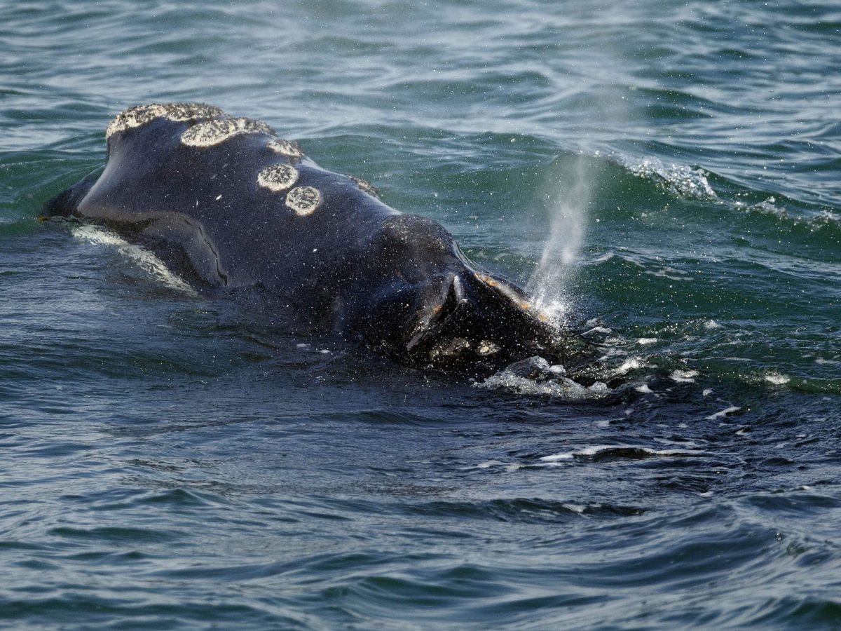 Environmental groups demand emergency rules to protect rare whales from ship collisions