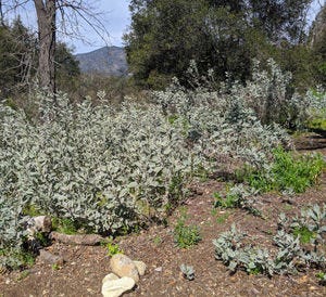 Blue leaved plant