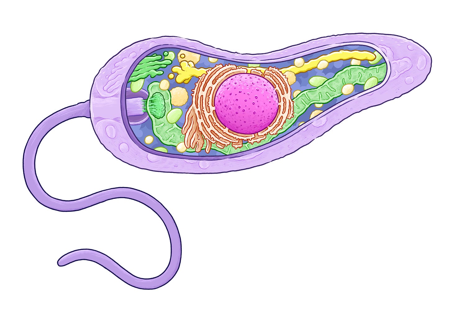 A colourful cut-away diagram of a leishmania parasite revealing the internal organelles of the single celled creature.