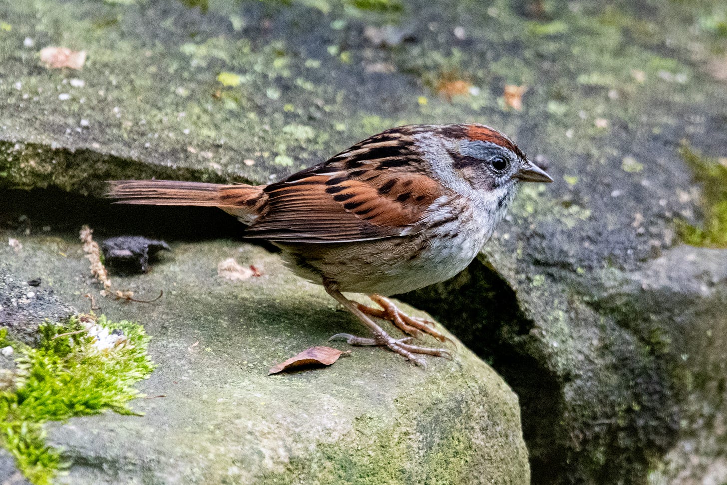 A swamp sparrow in profile, standing on a stone wall