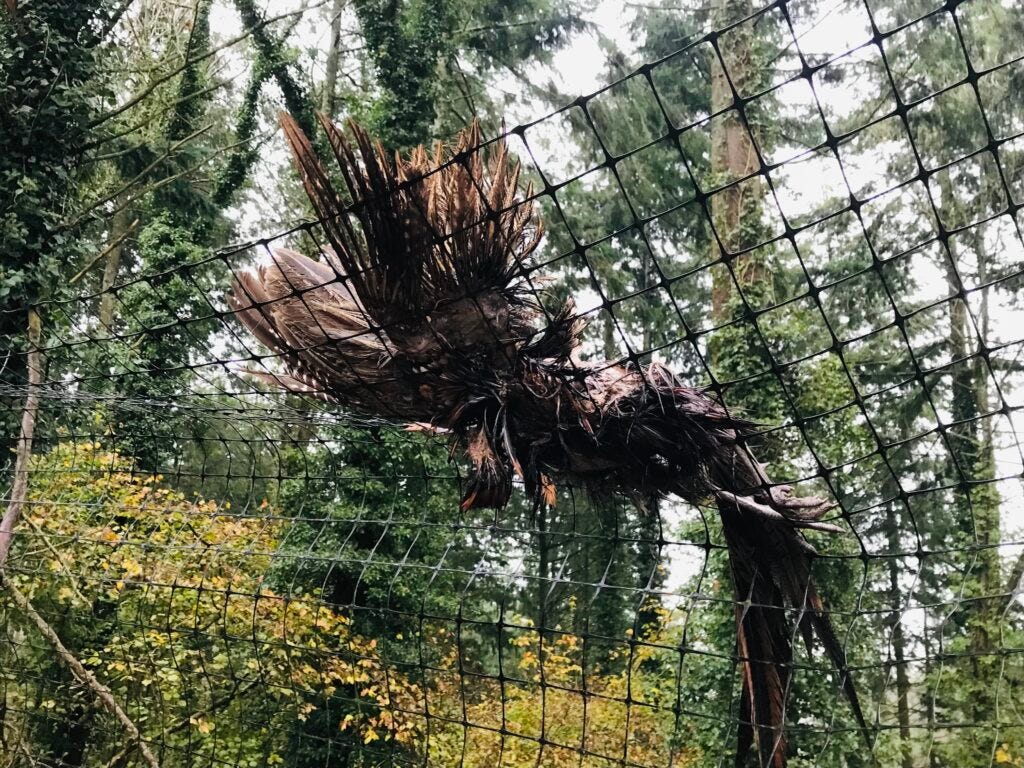  Dead pheasant on Duke of Somerset's land