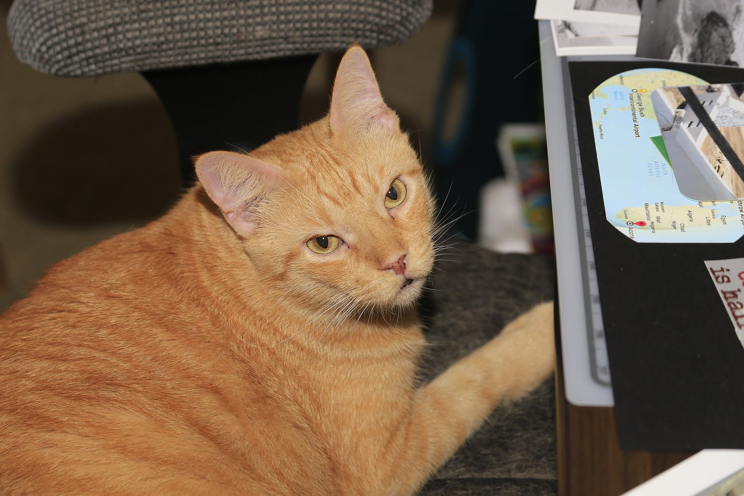 Close up of Milo, orange tabby, sitting in a grey chair supervising my scrapbooking ©9/5/2019 Tanya Owens