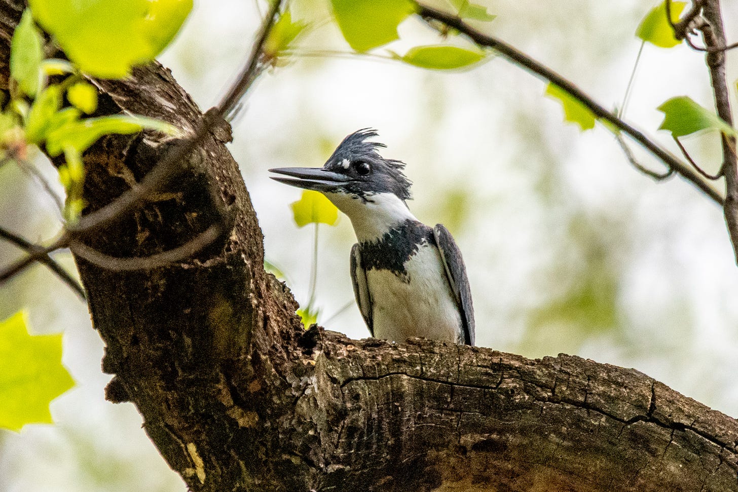 A male belted kingfisher, perched, leaning slightly to one side, beak slightly open