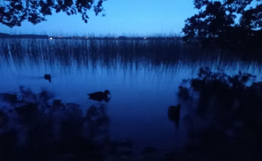 A naturally blue-toned image of 3 ducks swimming in a lake at twilight. Trees are jutting out over the water, and there is reedgrass growing behind the ducks.